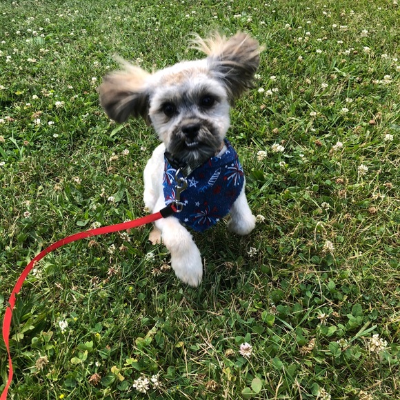 Meet your Posher, Shawonna - Picture 1 of 1